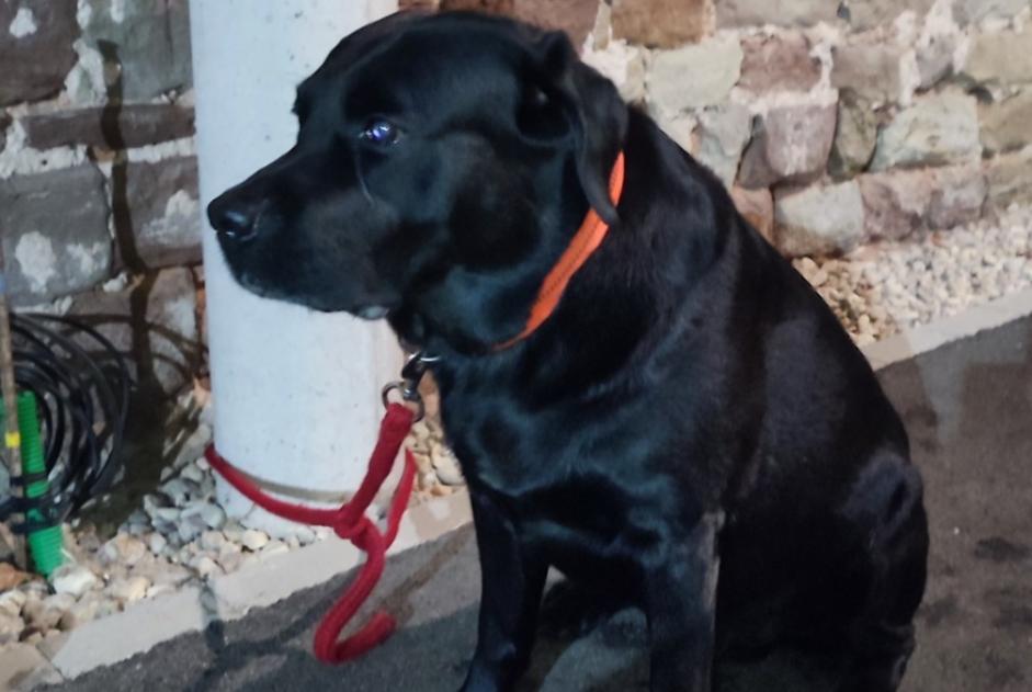 Discovery alert Dog  Male Merten France