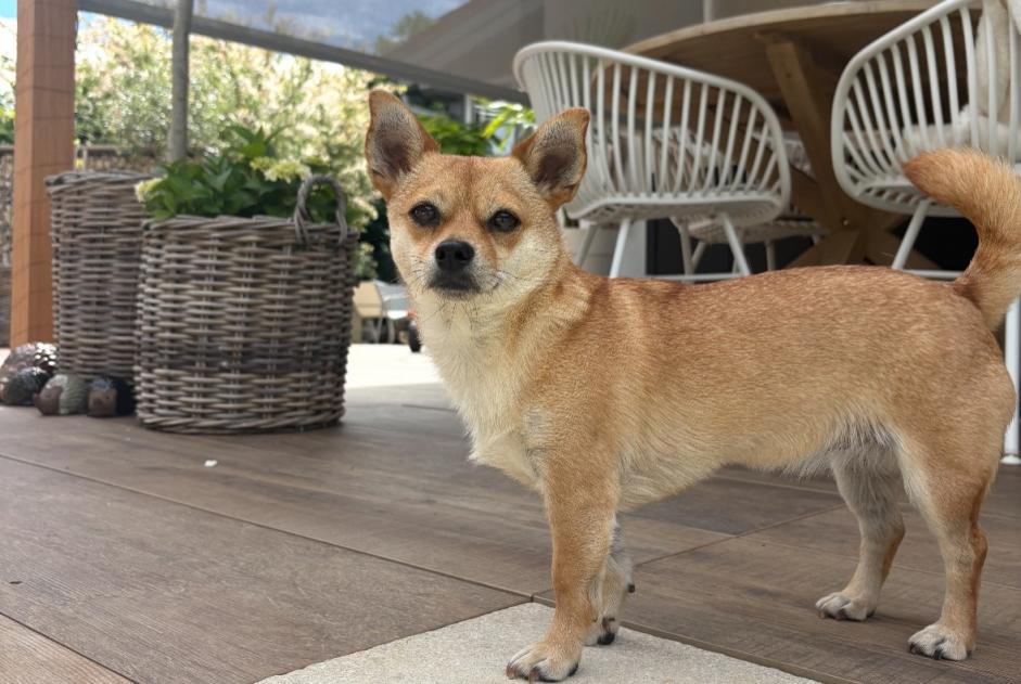 Disappearance alert Dog miscegenation  Female , 5 years Metz France