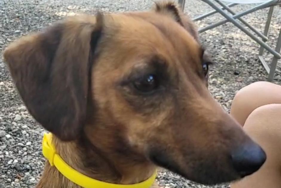 Alerta de Desaparición Perro cruce  Hembra , 3 años Metz Francia