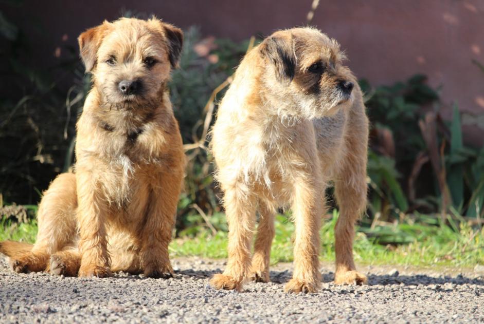 Alerte Disparition Chien Femelle , 6 ans Halstroff France Alerte Disparition Chien Femelle , 6 ans Halstroff France