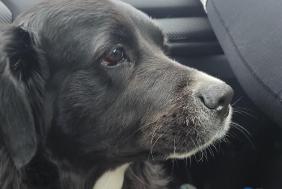 Alerte Disparition Chien croisement  Femelle , 3 ans Talange France