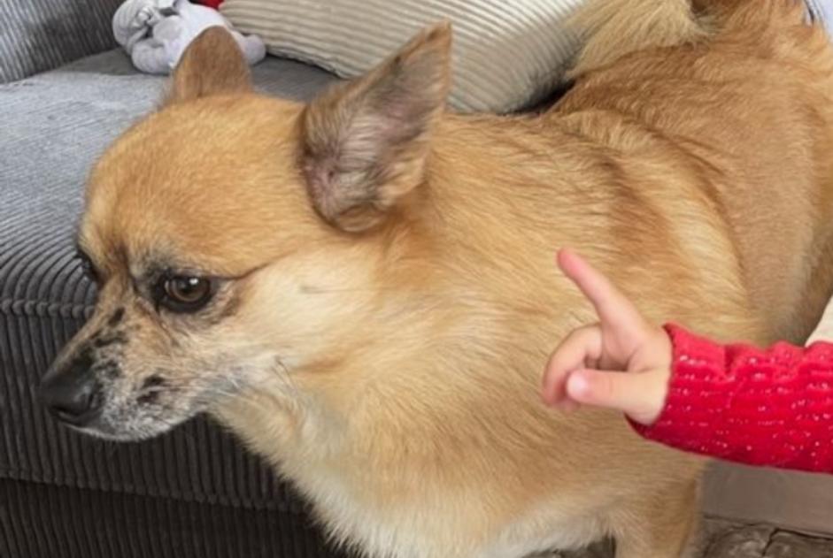 Alerte Disparition Chien  Mâle , 7 ans Cattenom France