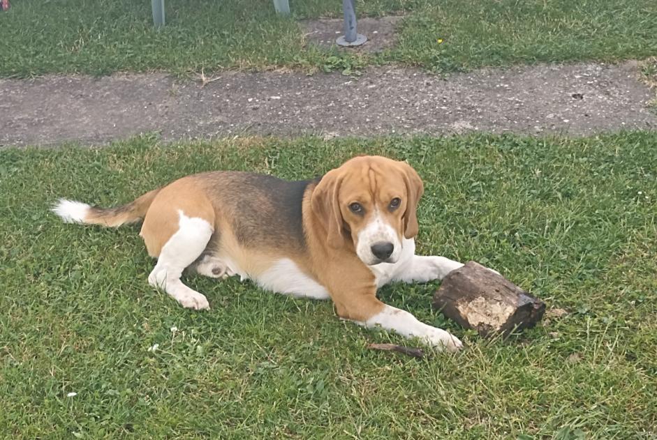 Ontdekkingsalarm Hond  Mannetje Enchenberg Frankrijk