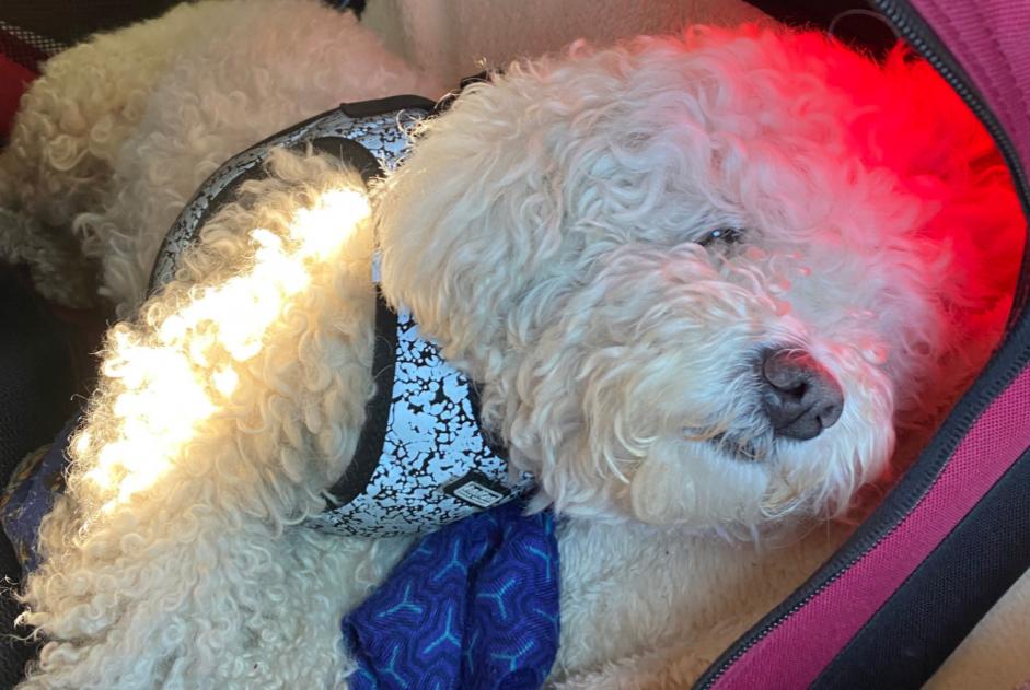 Verdwijningsalarm Hond Vrouwtje , 6 jaar Metz Frankrijk Verdwijningsalarm Hond Vrouwtje , 6 jaar Metz Frankrijk