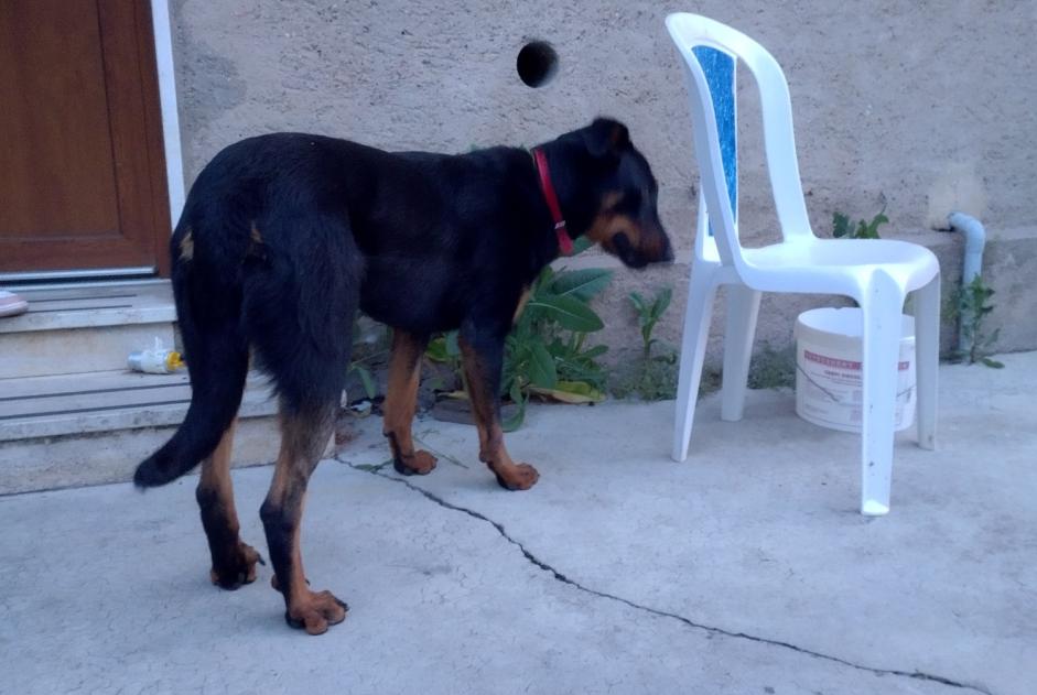 Alerta descoberta Cão Fêmea Jallaucourt France