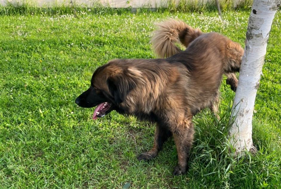 Alerta descoberta Cão Macho Hagondange France