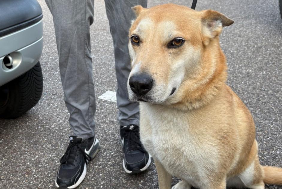 Alerta descoberta Cão cruzamento  Macho Metz France